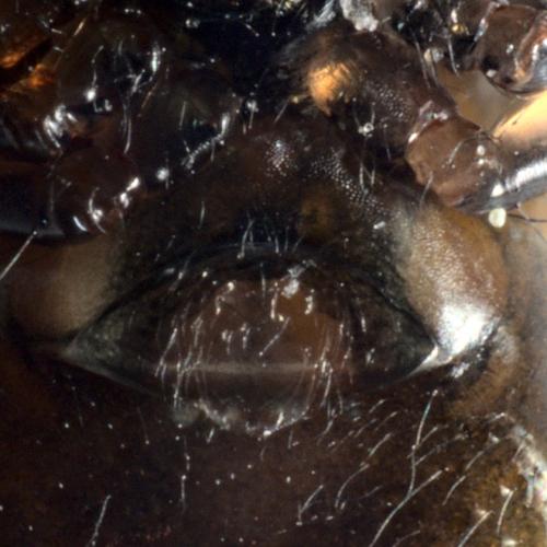 Réf. 283 030 : Lepthyphantes sp.