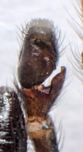 Salticus sp.