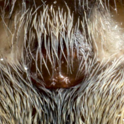 Phlegra fasciata