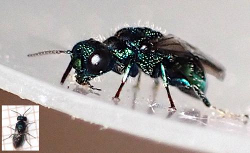 Réf. 283 804 : Pseudomalus pusillus