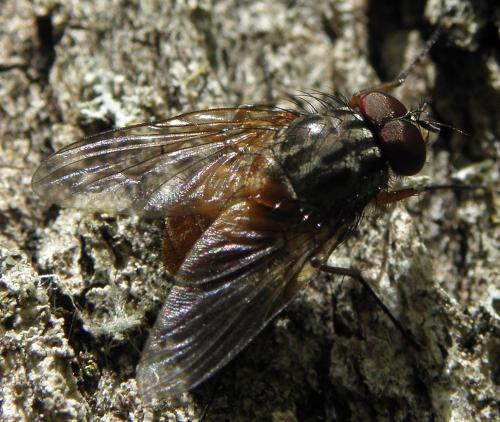 Phaonia subventa
