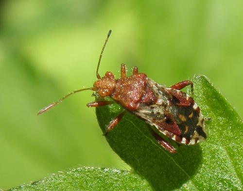 Rhopalus subrufus