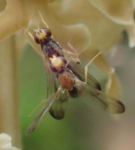 Réf. 283 138 : Chyliza vittata