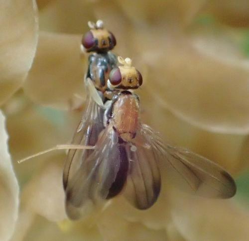 Réf. 283 139 : Chyliza vittata