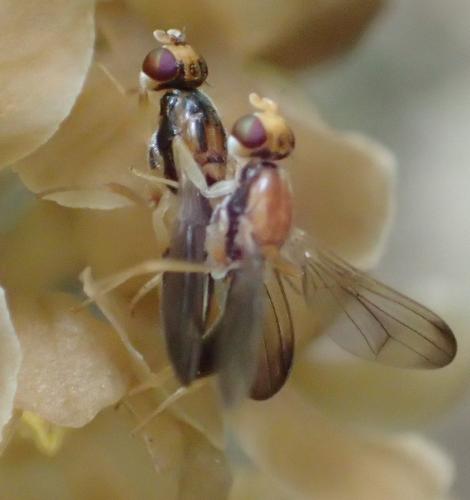 Réf. 283 140 : Chyliza vittata