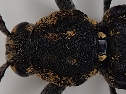 Réf. 283 184 : Xylotrechus rusticus