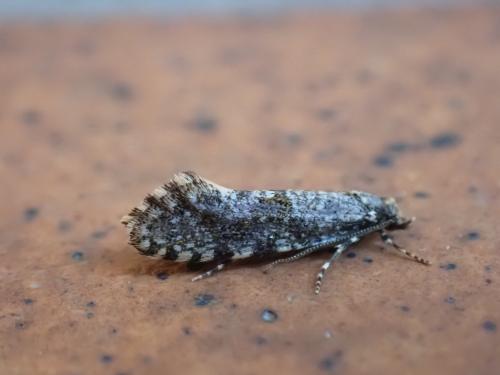 Réf. 283 940 : Triaxomera parasitella