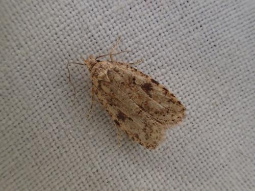 Agonopterix sp.