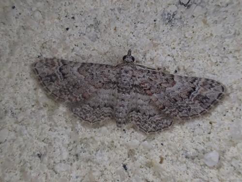 Réf. 283 010 : Gymnoscelis rufifasciata