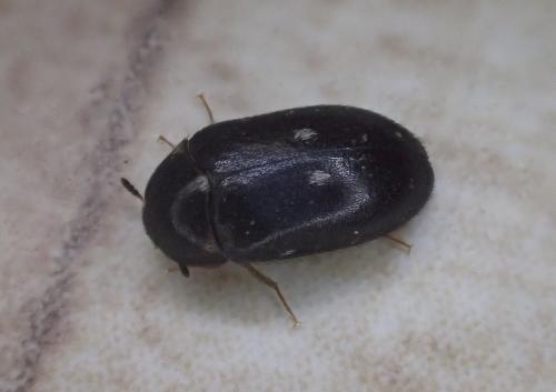 Attagenus pellio