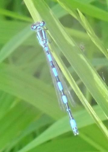 Réf. 283 005 : Coenagrion mercuriale