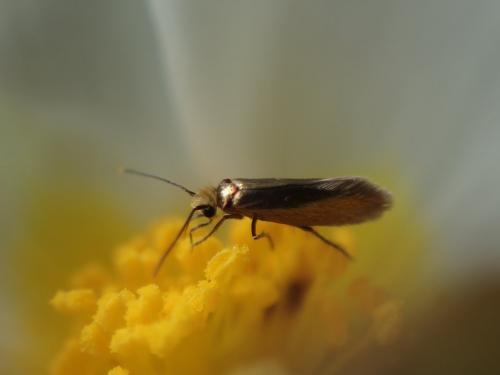 Micropterix sp.