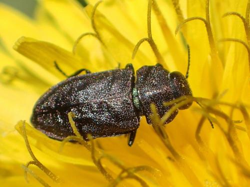 Anthaxia helvetica
