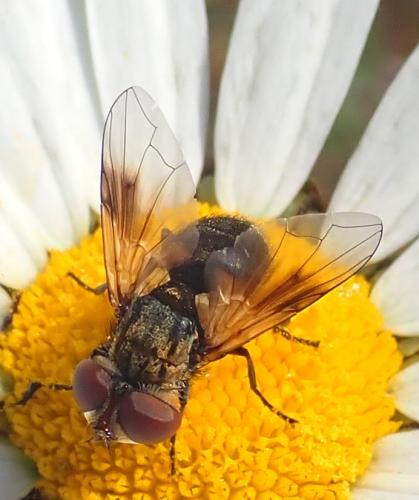 Réf. 283 325 : Ectophasia sp.