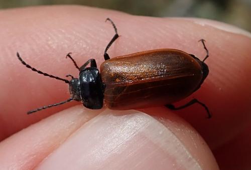 Omophlus sp.