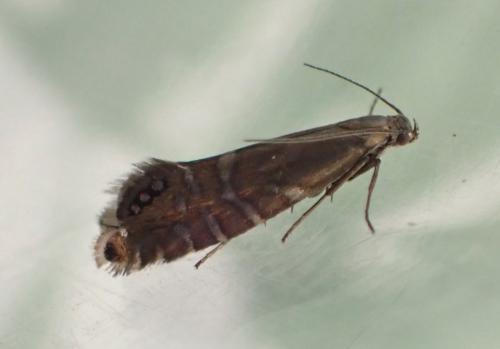 Réf. 283 174 : Glyphipterix thrasonella