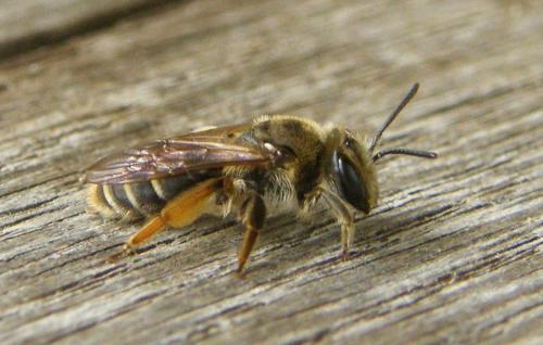 Andrena dorsata