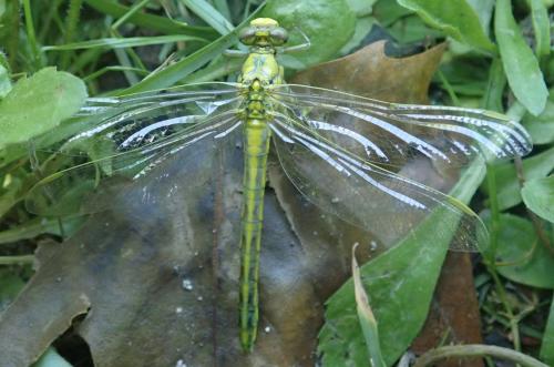 Gomphus sp.