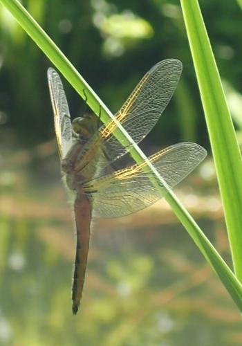 Réf. 283 371 : Libellula fulva