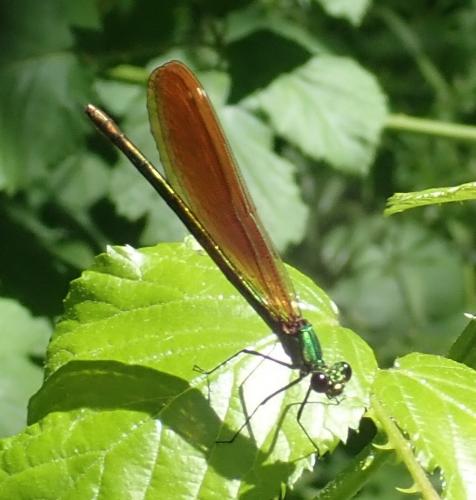 Réf. 283 372 : Calopteryx virgo
