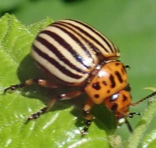 Réf. 283 386 : Leptinotarsa decemlineata
