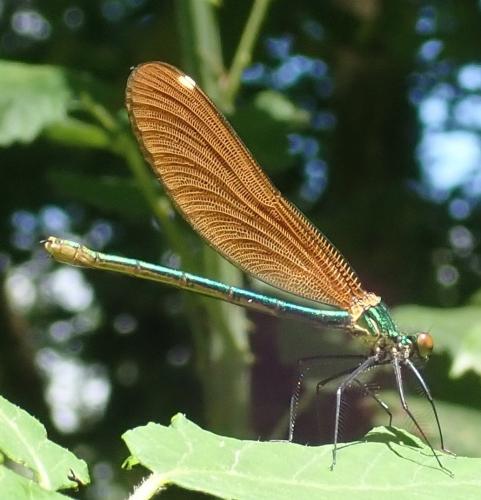 Calopteryx virgo