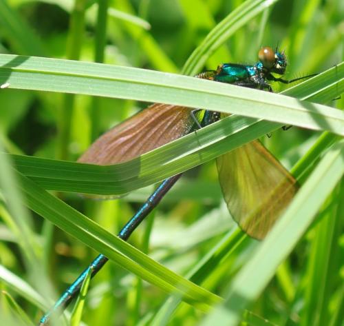 Calopteryx virgo