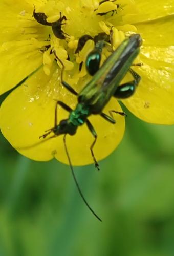 Oedemera nobilis