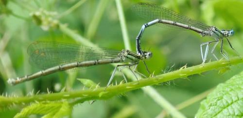 Platycnemis pennipes