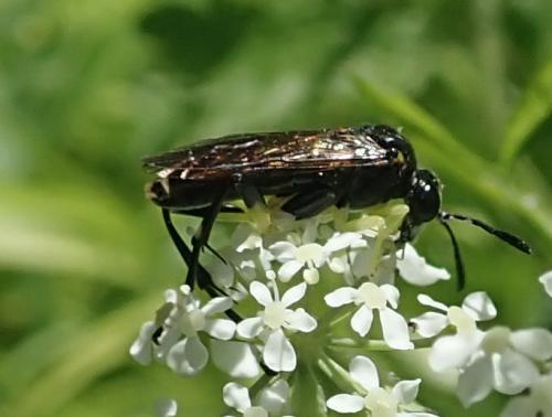 Réf. 283 391 : Macrophya montana