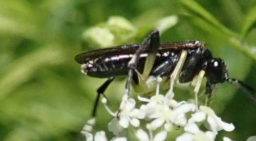 Réf. 283 392 : Macrophya montana