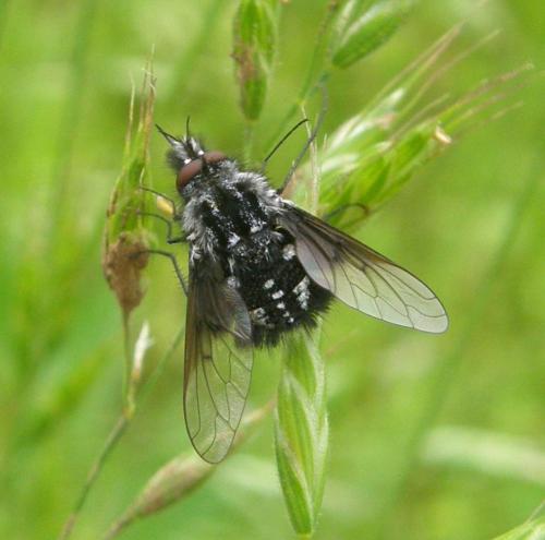 Réf. 283 517 : Bombylella atra