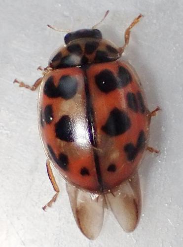 Réf. 283 567 : Oenopia conglobata