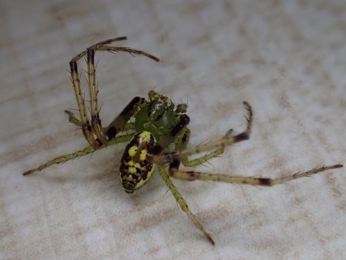 Diaea livens