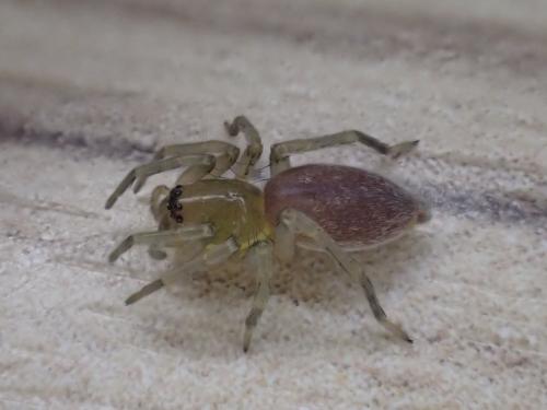 Réf. 283 736 : Clubiona sp.