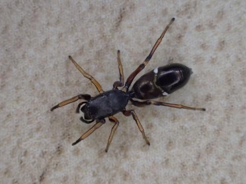 Réf. 283 738 : Leptorchestes berolinensis