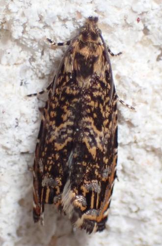 Enarmonia formosana