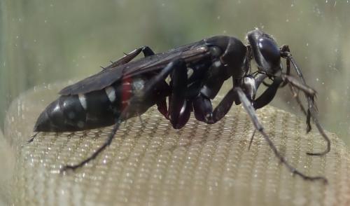Réf. 283 690 : Dicyrtomellus tingitanus