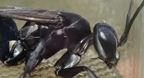 Réf. 283 691 : Dicyrtomellus tingitanus