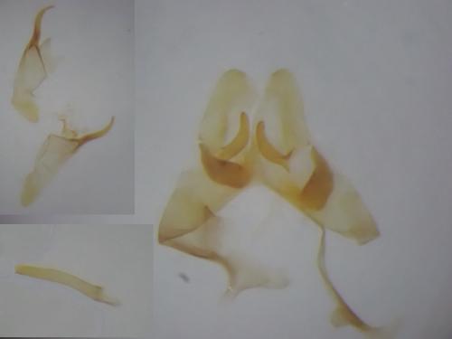 Triaxomera parasitella