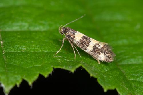 Réf. 283 422 : Denisia sp.
