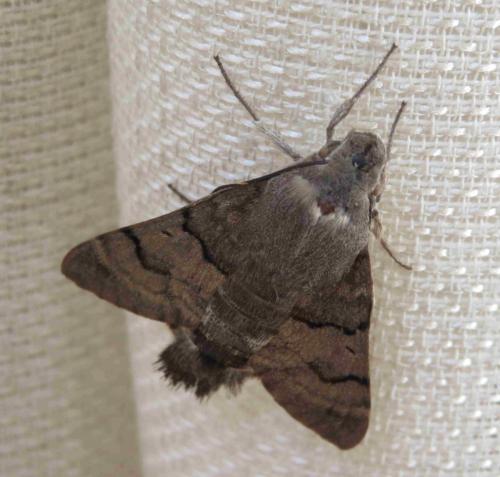Réf. 283 050 : Macroglossum stellatarum
