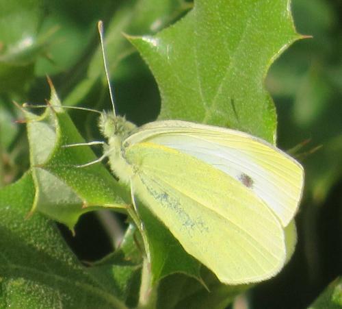 Réf. 283 118 : Pieris rapae