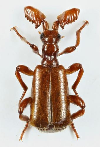 Paussus favieri