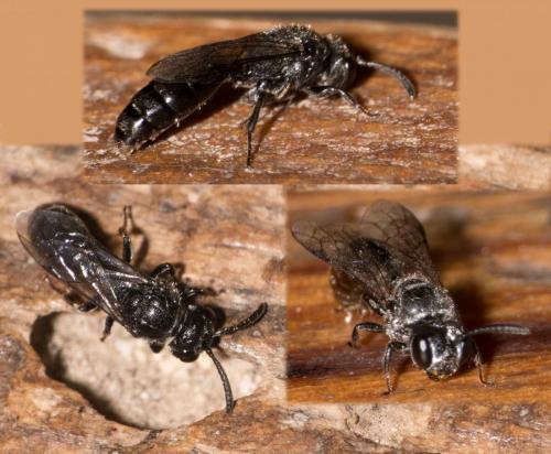Réf. 283 844 : Psenulus fuscipennis