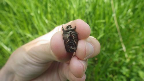 Potosia fieberi
