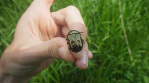 Potosia fieberi