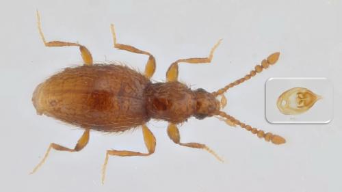 Réf. 283 025 : Scydmoraphes myrmecophilus