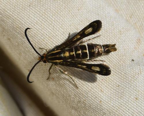 Chamaesphecia aerifrons