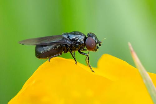 Melanogaster nuda